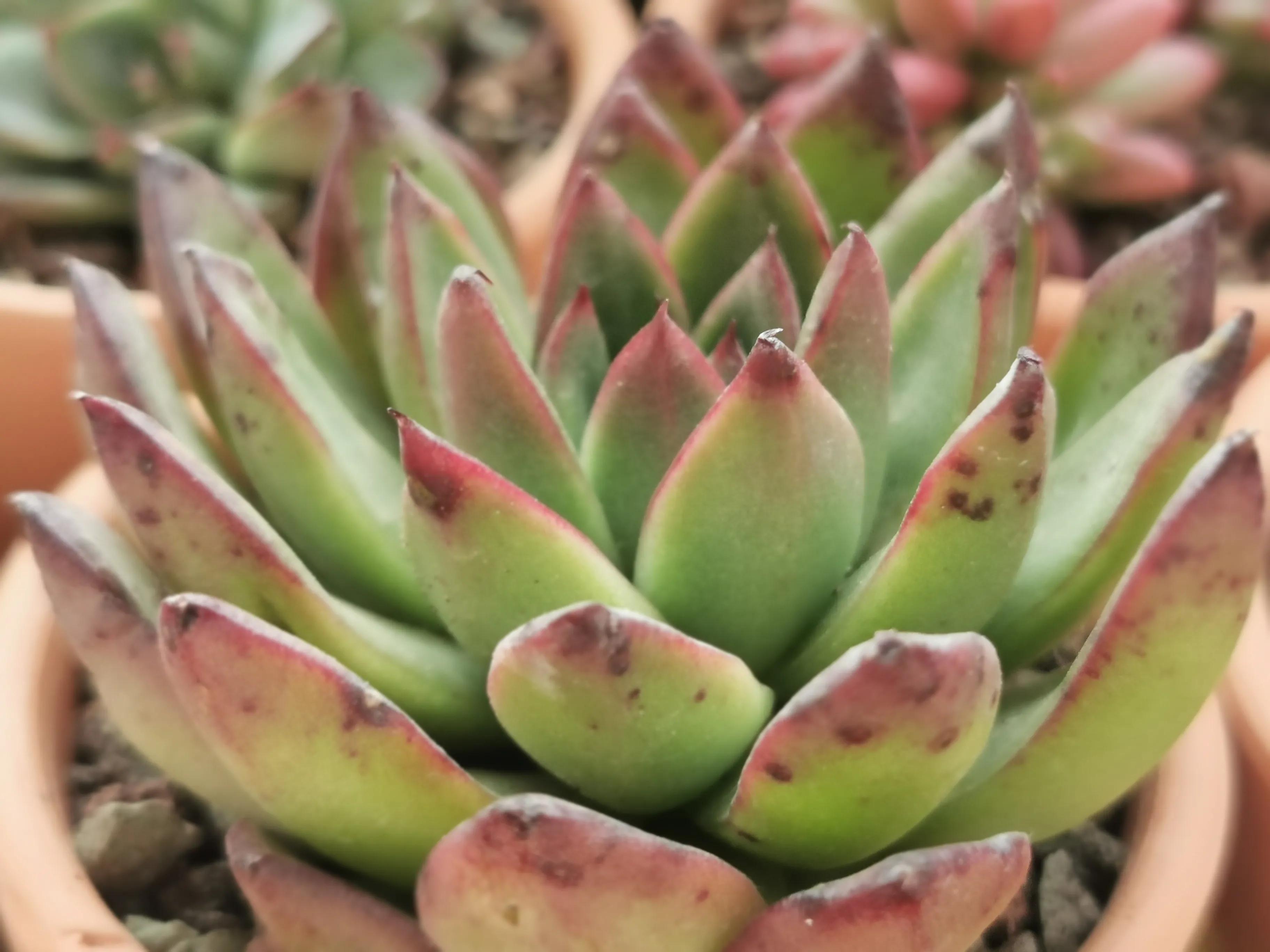 新购大单头多肉上盆,多肉品种大全大集合