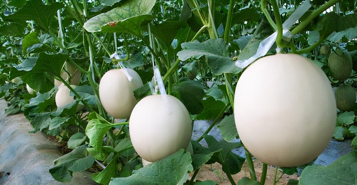 河北邯郸市十大特产,邯郸市广平县特产