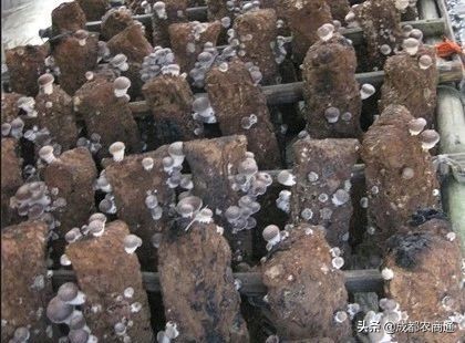 香菇种植技术培训教程,椴木香菇种植与管理