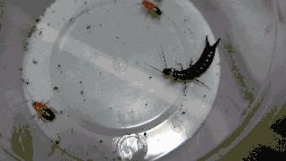 床上有小白虫怎么消灭最彻底,卫生间小黑虫怎么消灭最彻底