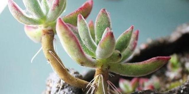 多肉长气生根到底是怎么一回事,多肉长气根怎么处理