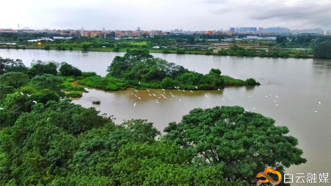 白云区好的初中排名榜,白云区成绩排名