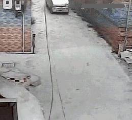 盗窃宠物狗怎么处理,蜀黍提醒