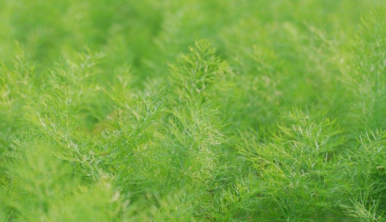 地膜茴香高产种植技术,球茎茴香的高产栽培技术