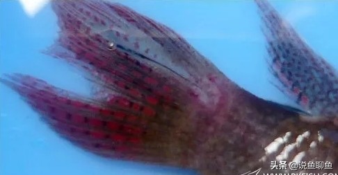 锚头蚤寄生虫怎样治疗,中国斗鱼寄生虫图片