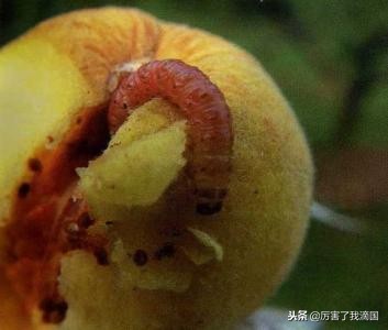 好好的苹果里面怎么烂了,苹果有虫