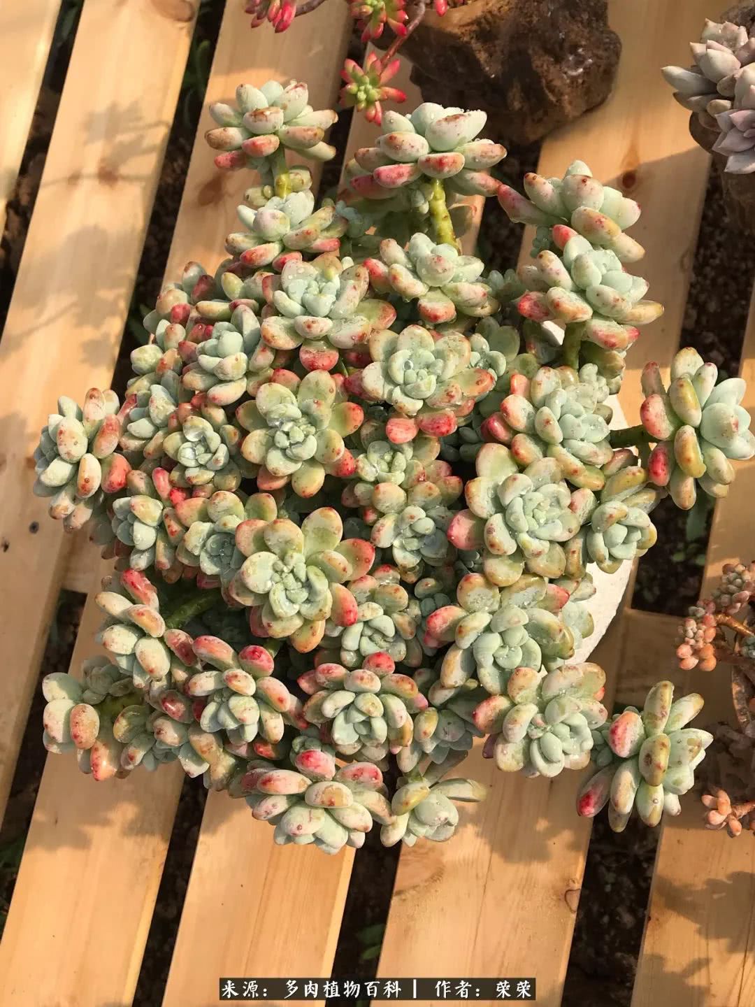 我在包邮区养肉，附多肉越冬度夏养护建议！