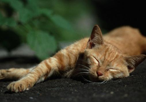 小野猫该喂什么,小野猫到家该怎么喂食