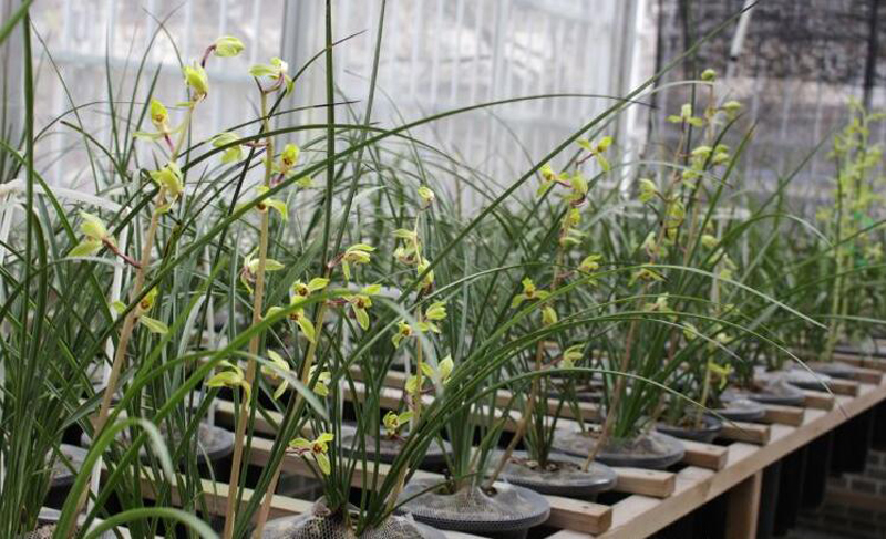 新买的兰花苗怎么样上盆,兰花上盆步骤详细演示讲解