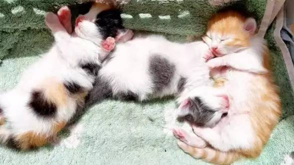 土耳其是爱猫之国吗,土耳其爱猫之城是哪里