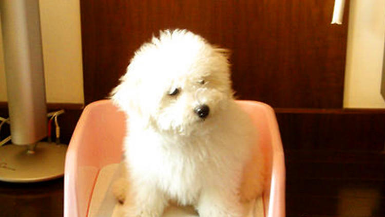 猫砂可以给仓鼠用么,猫砂可以给龟用吗