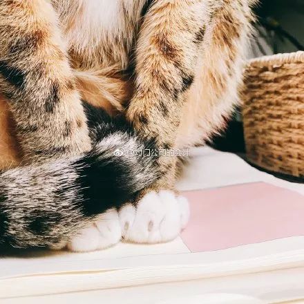 如何学会看猫咪的品相,成年猫咪如何看公母