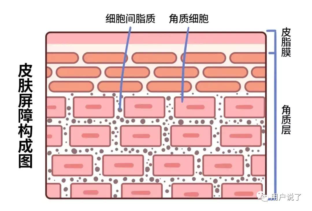 以油养肤嫩肤精华油,以油养肤触底反弹