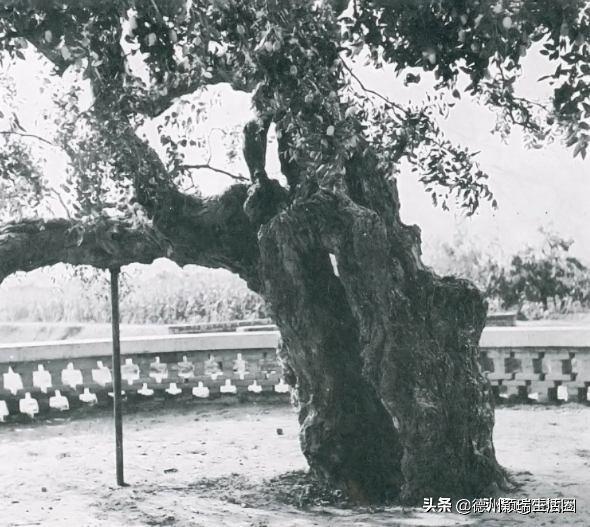 德州庆云县属于中西部城市吗,德州市庆云县发展