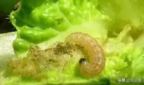 家庭防治虫害的最佳方法,病虫害防治小妙招