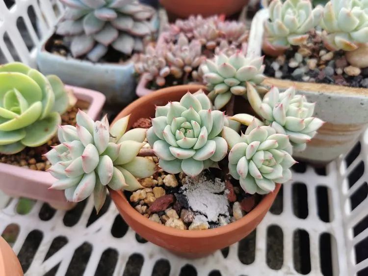 我和多肉,我与多肉