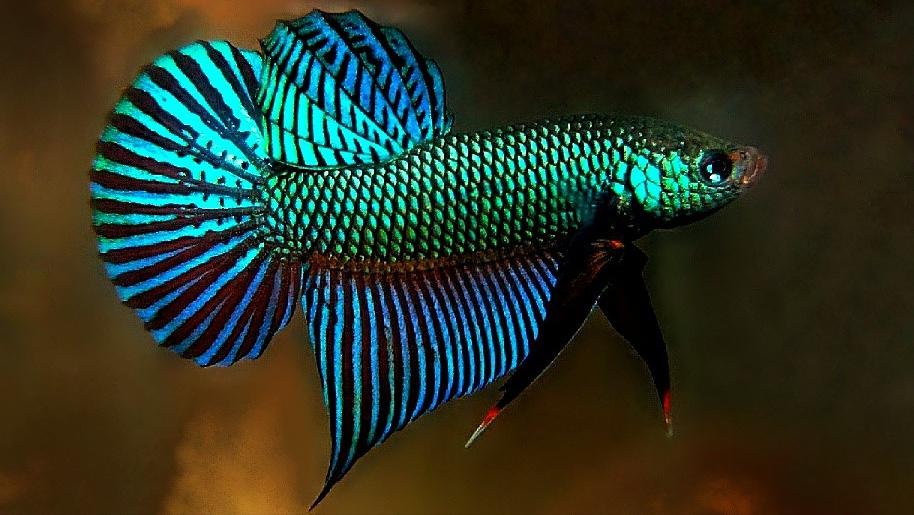 泰国斗鱼和中国斗鱼繁殖出来的苗,泰国斗鱼vs泰国斗鱼