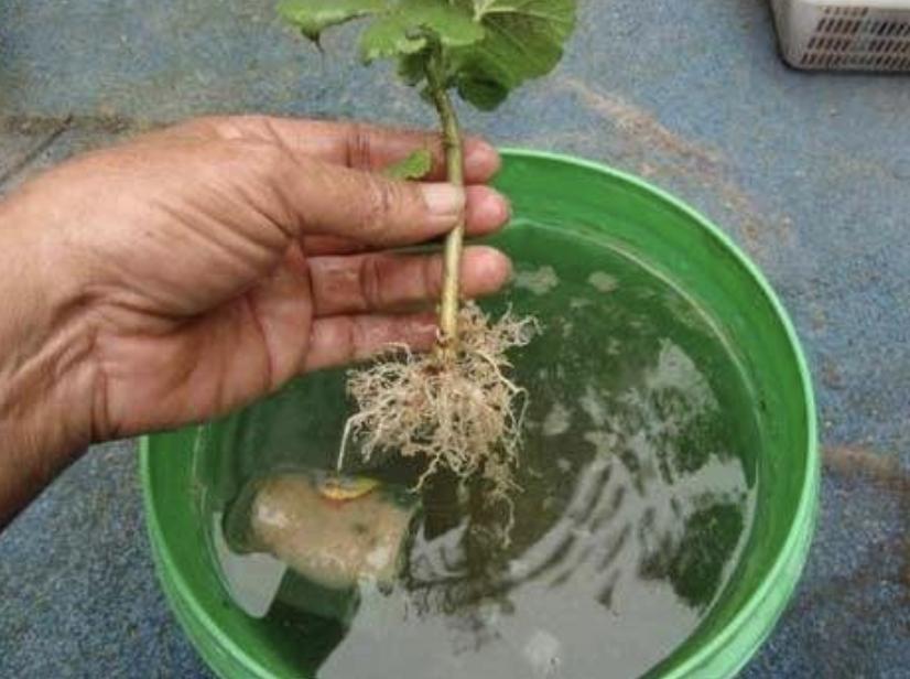 养花小妙招让它快速生根杀虫,养花万能肥料和营养液