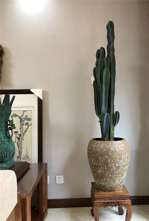 仙人掌长成圆柱形,仙人掌盆栽怎样养得宽大肥厚