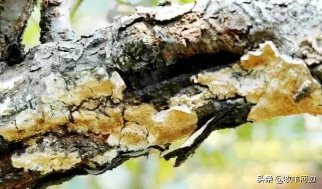 常见各种果树病虫害图谱,果树病害图谱100例