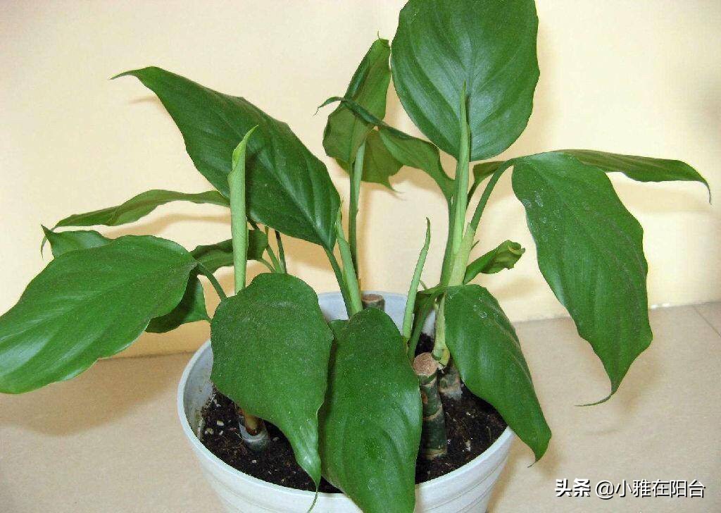 盆养万年青,万年青用什么盆栽好看又好养