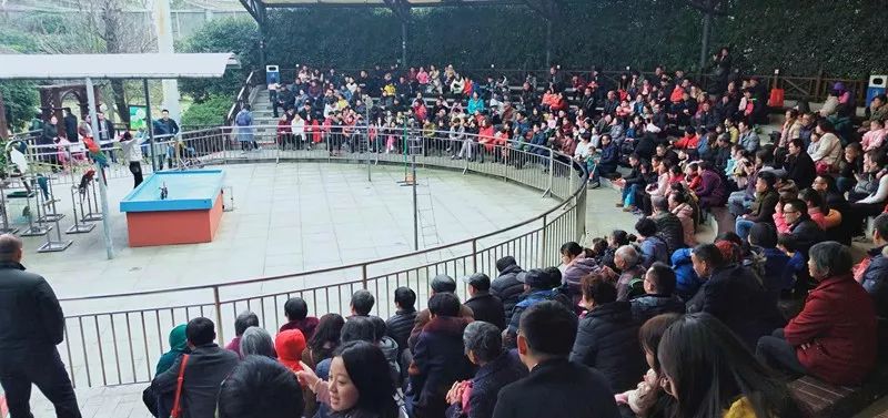 穹窿山风景区:金猪绘新春年味快乐过传统新年!