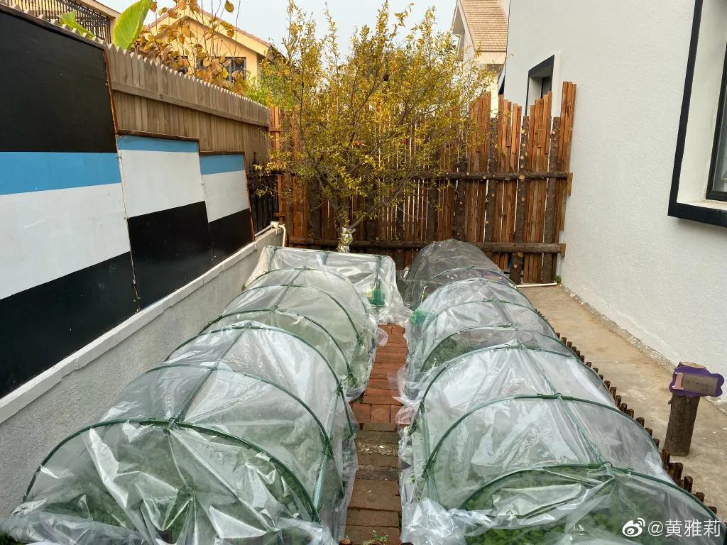 黄雅莉真实生活,黄雅莉的生活值不值得羡慕