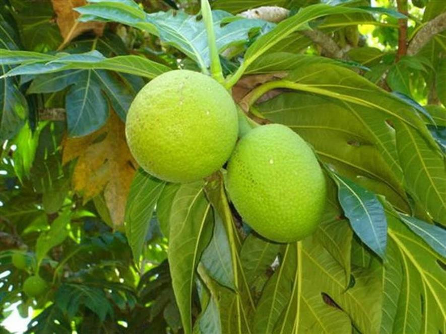 百种水果,100种果子大全