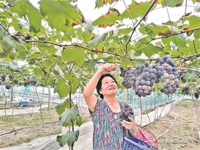 葡萄采收的最佳时间,葡萄成熟方法