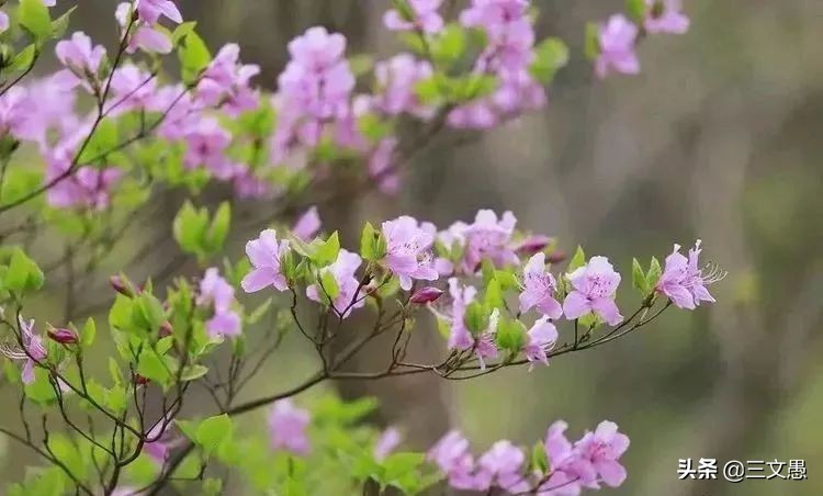 当角们走近东屏|浙江台州三门县雨中漫步游记