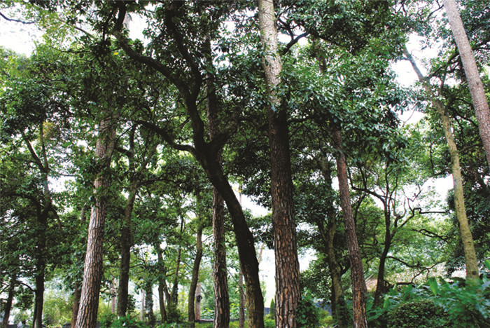 最美护林员20年守护山林,最美护林员瞭望台