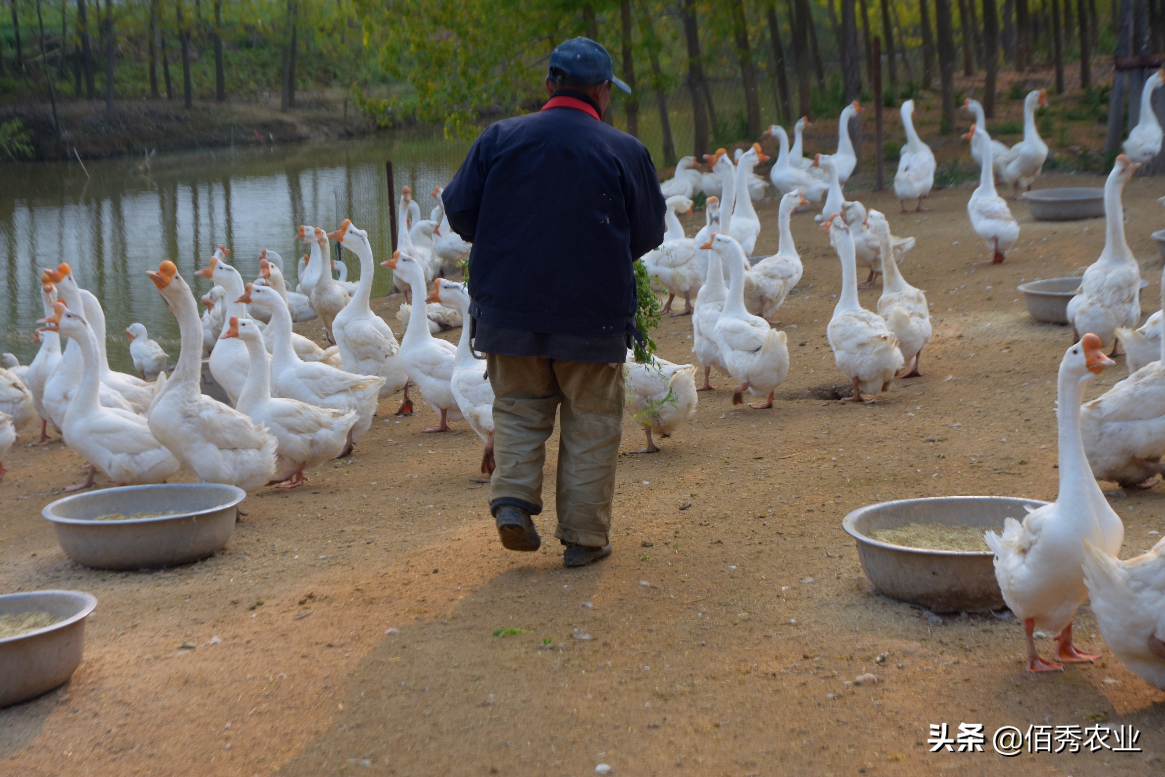 在老家养鹅赚不赚得到钱,农村现在养鹅怎么赚钱
