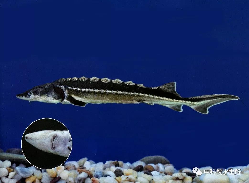 长江中下游有什么珍稀动物,生活在长江区域的珍稀动物有哪些