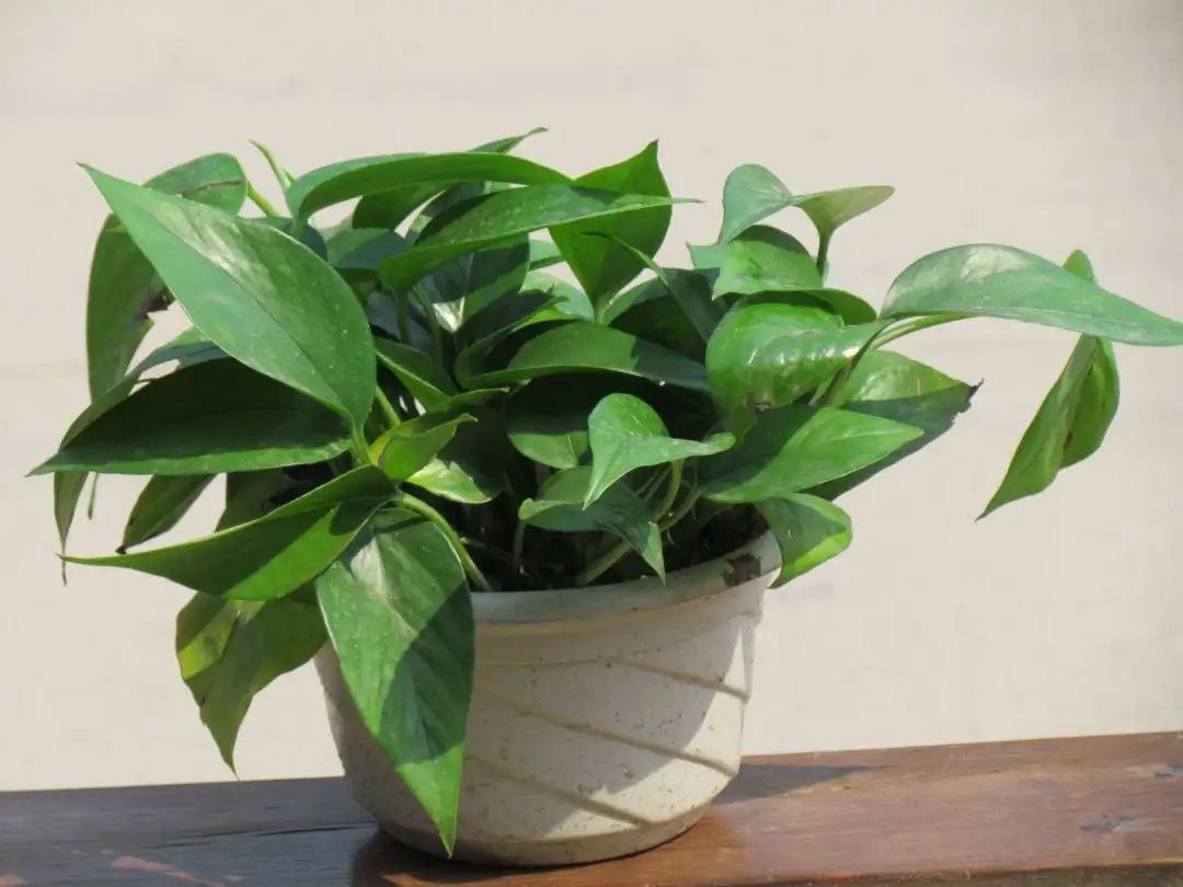 除甲醛最好的花是什么品种,房间养什么花可以除甲醛味