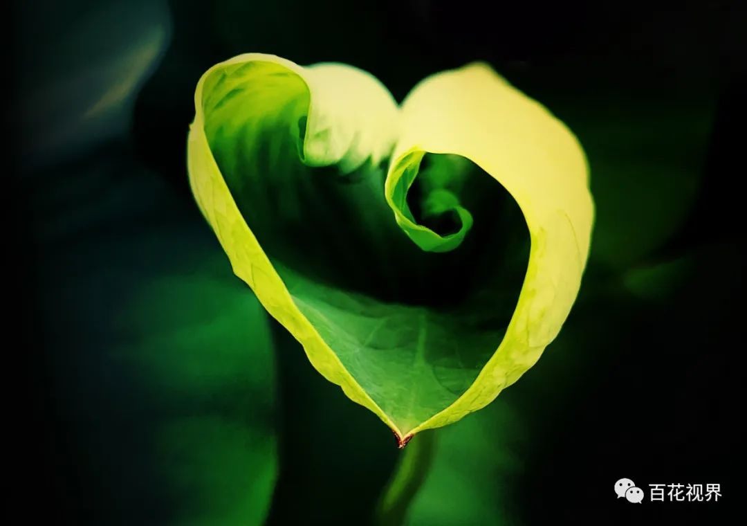 邯郸市女性摄影家,邯郸市女子摄影协会