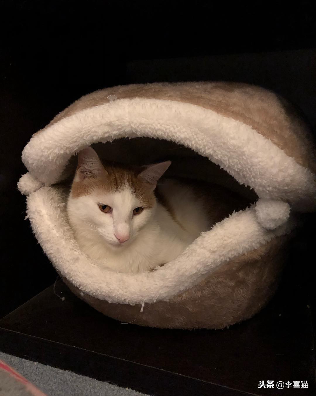 冬天如何更好给猫咪保暖,立冬了天气越来越冷了照顾好自己