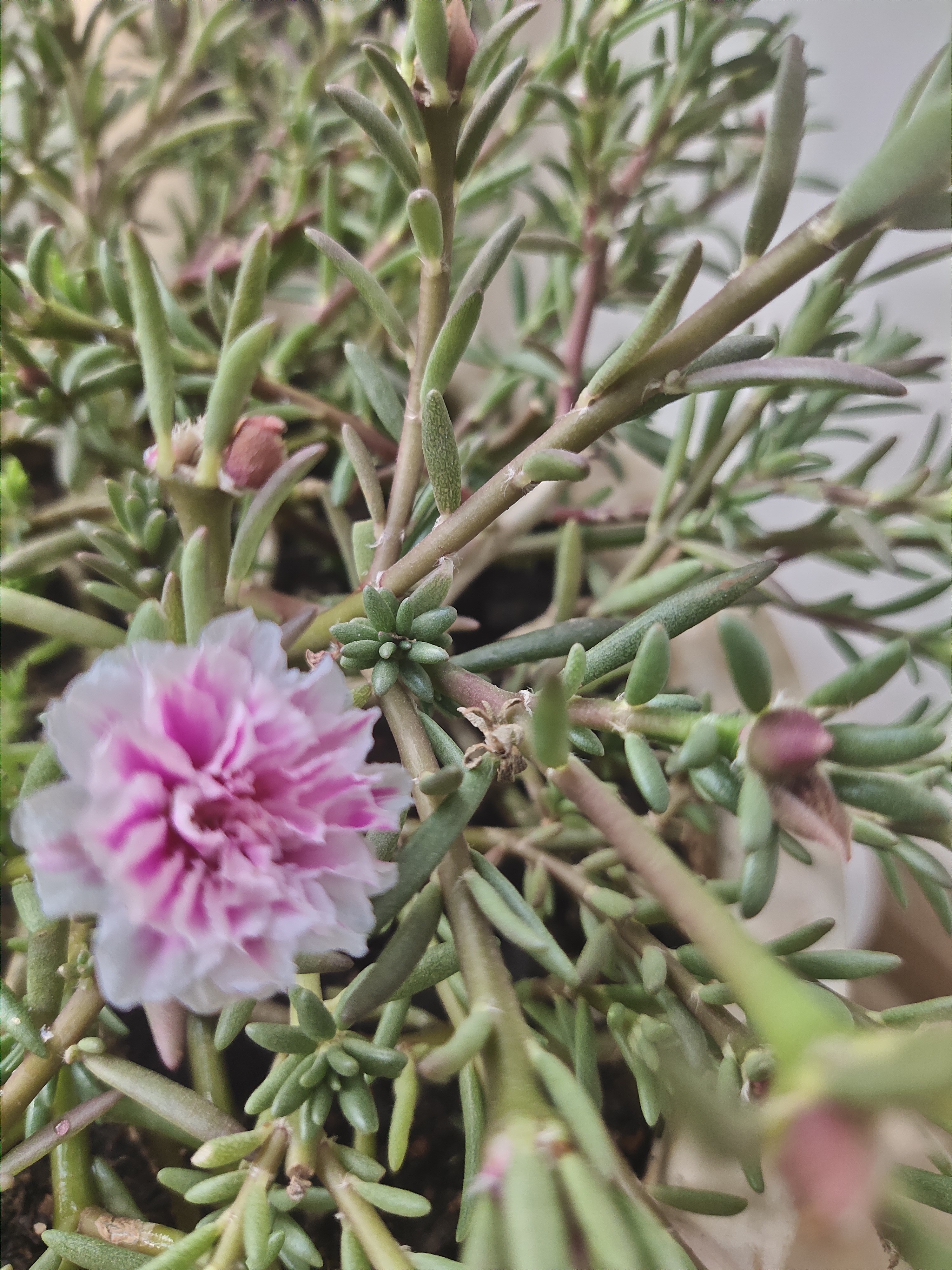 太阳花霜冻过了有什么补救方法,太阳花冻伤还有救吗