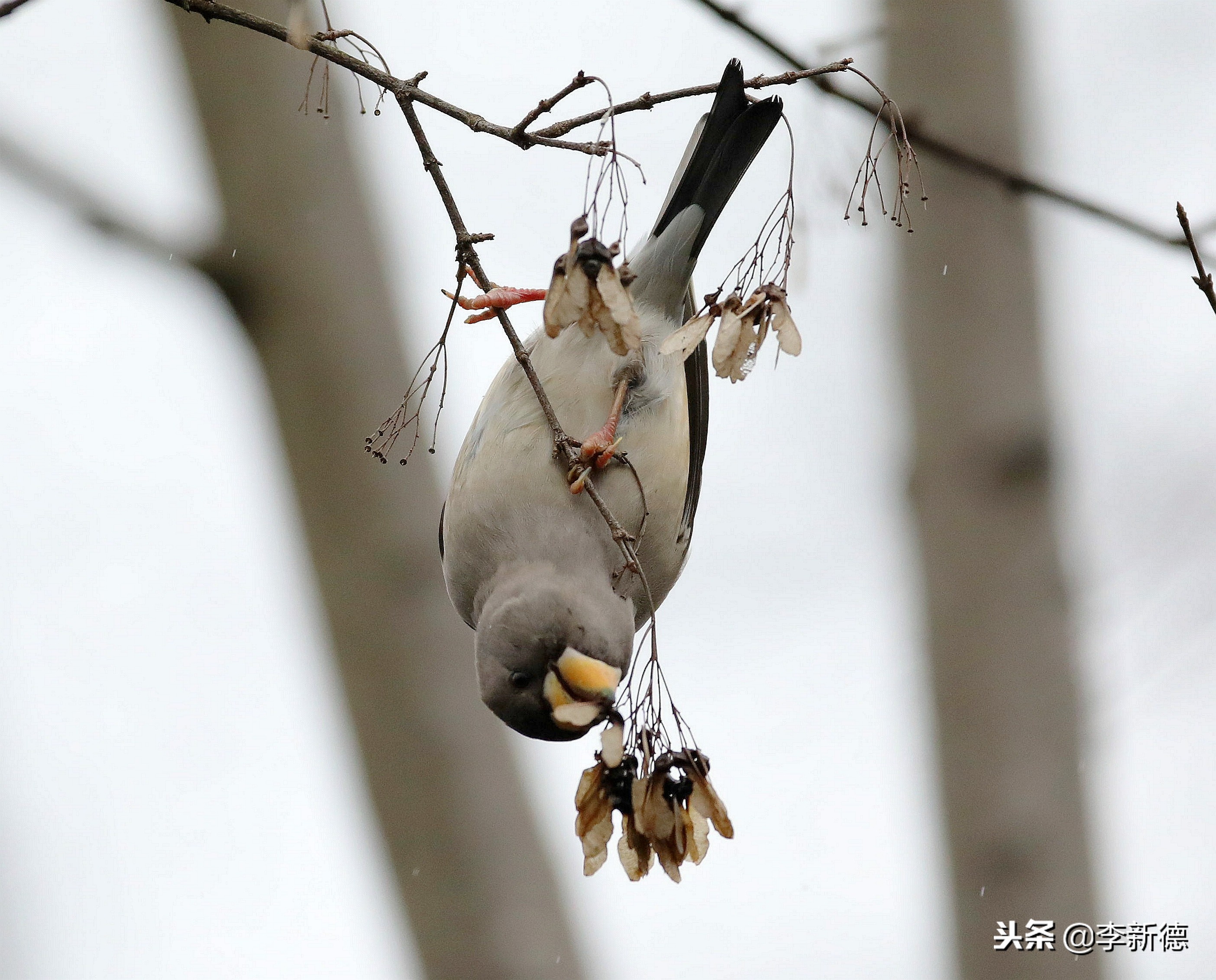 合肥望江西路蜀峰湾,合肥蜀峰湾有什么鸟