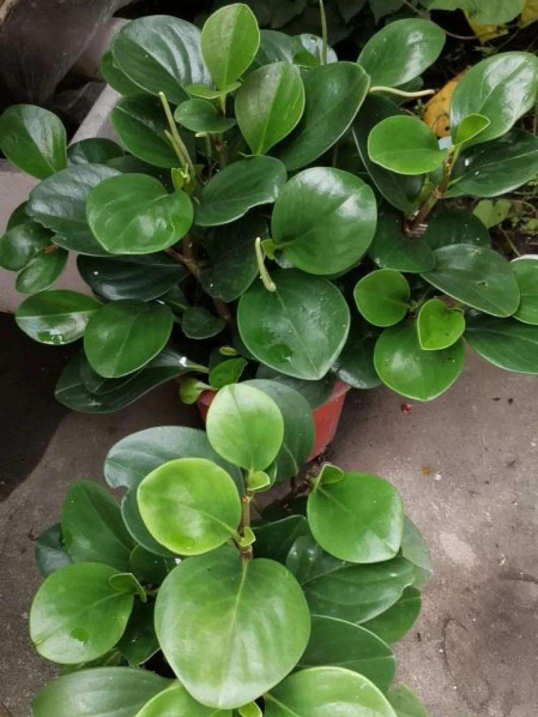 扦插花的养殖方法和技巧,养花扦插有妙招多肉