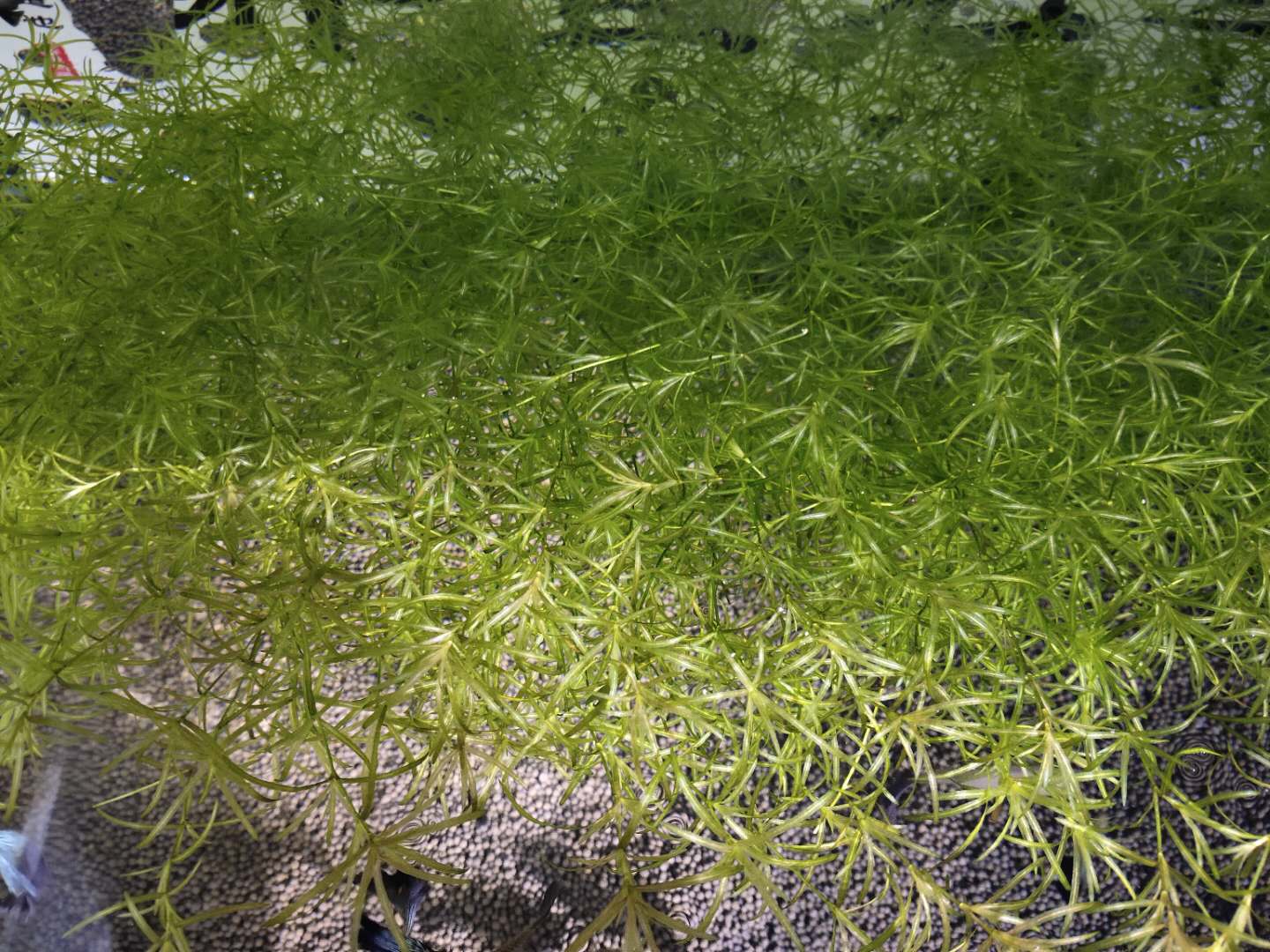 孔雀鱼要吃小鱼苗为什么还会爆缸,孔雀鱼和迷你鹦鹉哪个更容易爆缸