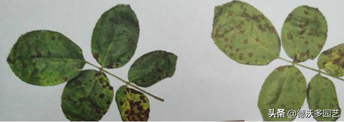 阳台养花怎样预防病虫害呢,家庭养花病害大全