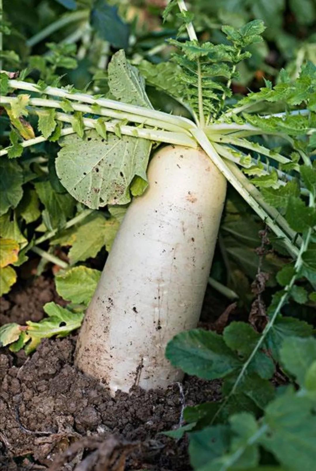 脂肪瘤食疗食谱大全,去除脂肪瘤的食谱