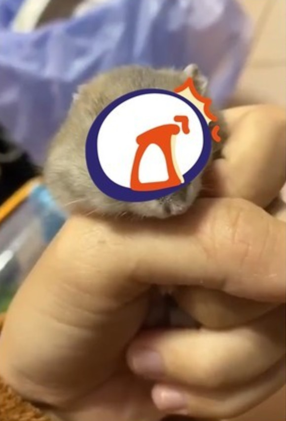 一个女孩捏仓鼠的视频,女子使劲用手捏仓鼠