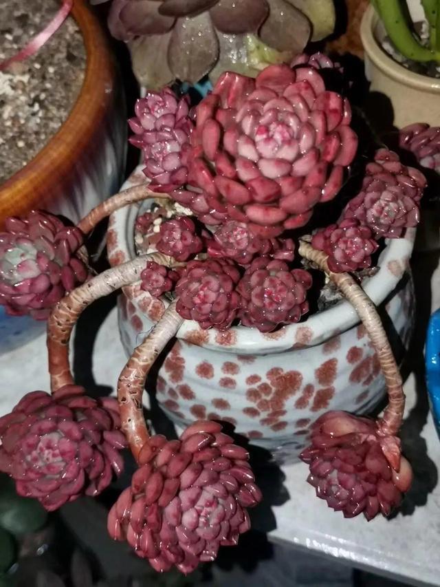 冬天种多肉上盆后多久浇水,入冬了多肉用什么肥料