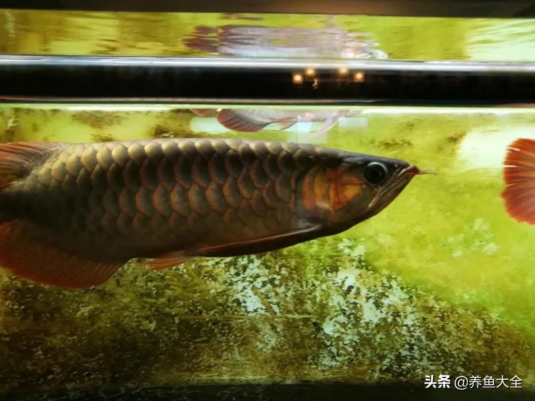 养红龙苗,养红龙如何搭配其他鱼