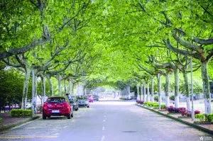 南师大马拉松开幕式,最美南师