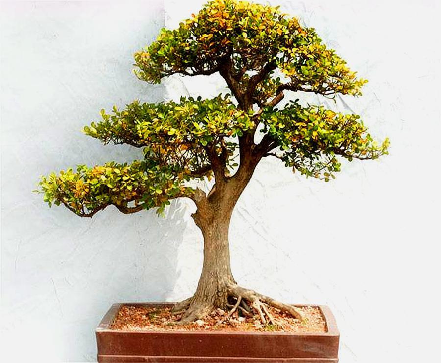 皱皮黄杨烂根了还有补救方法吗,黄杨盆景失枝的原因是什么