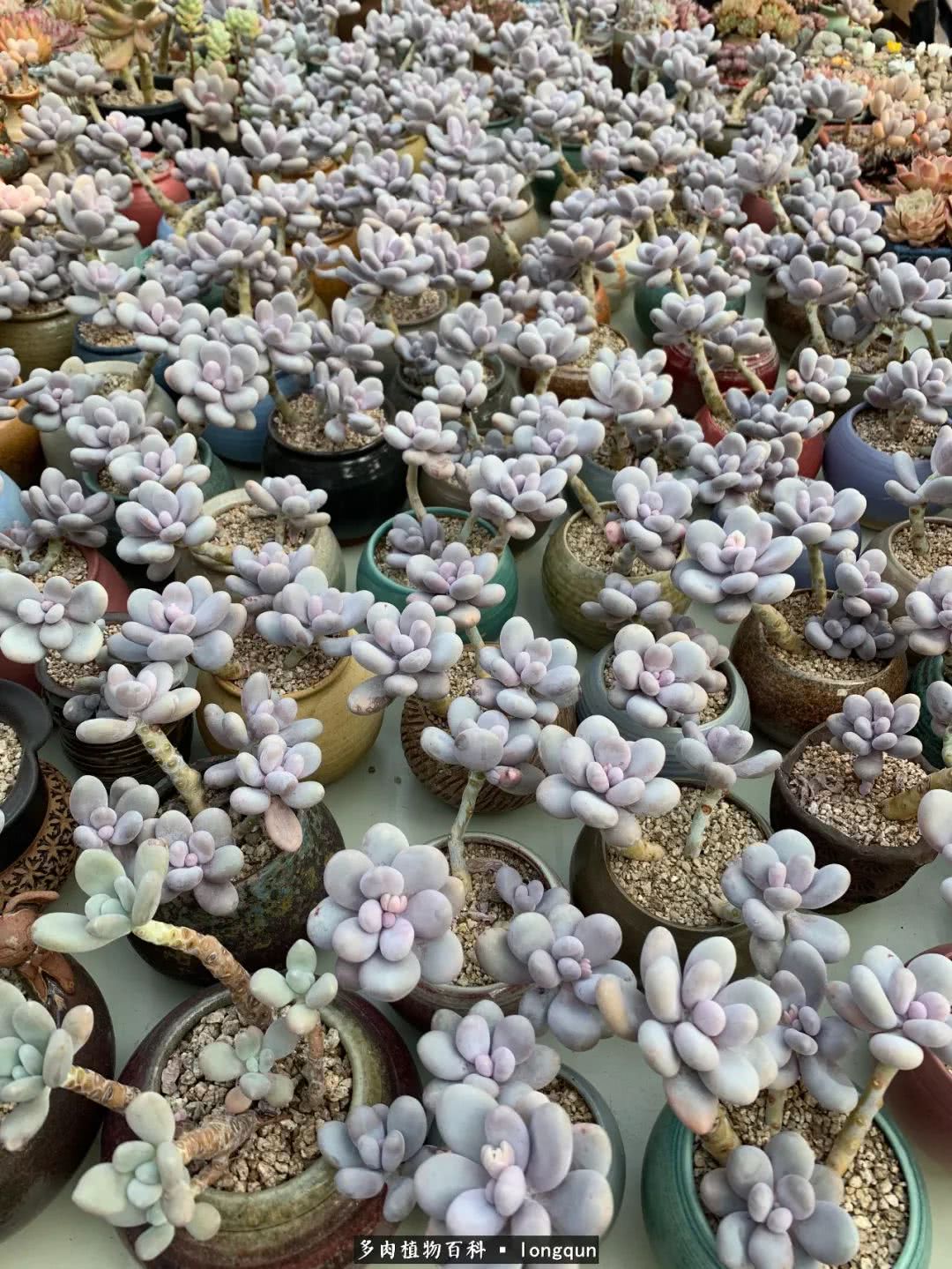 肉叔带你走遍韩国多肉大棚,记一次精彩的采摘之旅