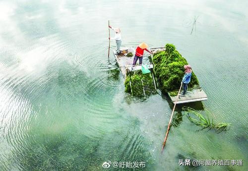 河蟹养殖防天敌,河蟹养殖如何预防青苔的生长