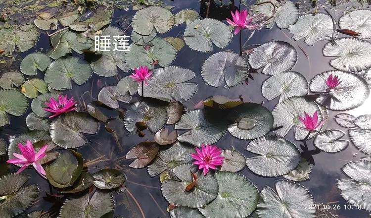 洪湖荷花仙子,洪湖公园蜻蜓